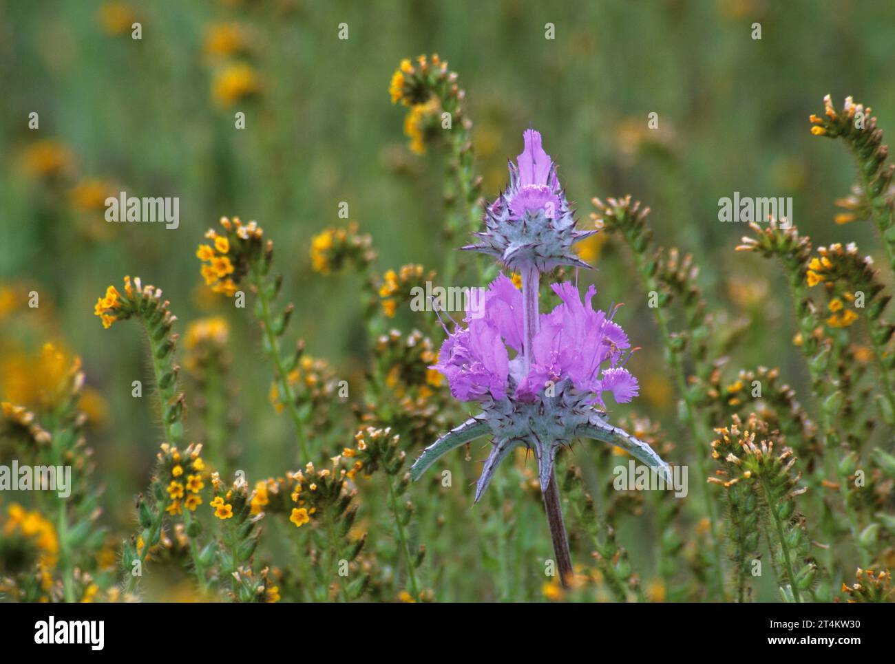 Thistle sage, Carrizo Plain National Monument, California Stock Photo