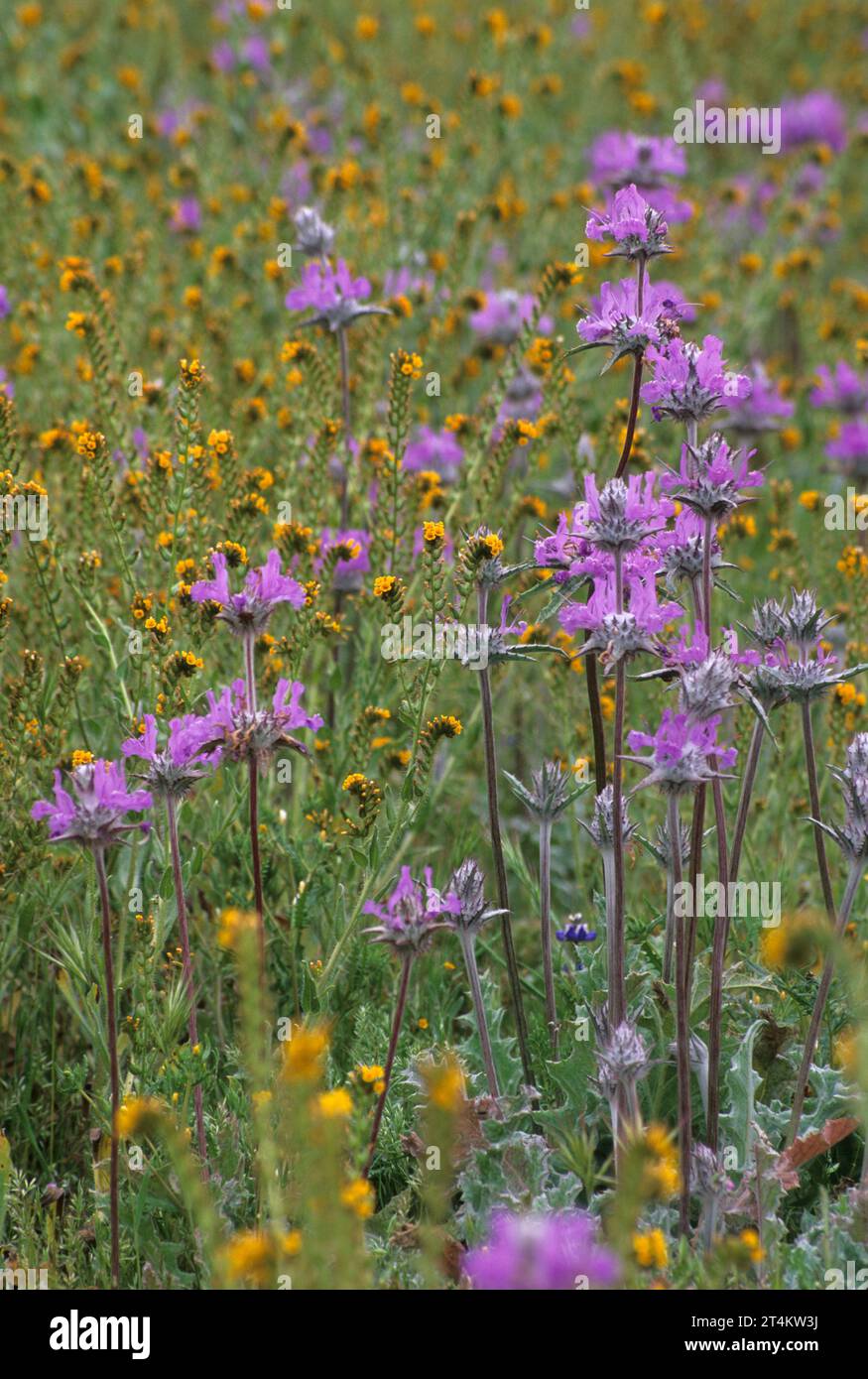 Thistle sage, Carrizo Plain National Monument, California Stock Photo