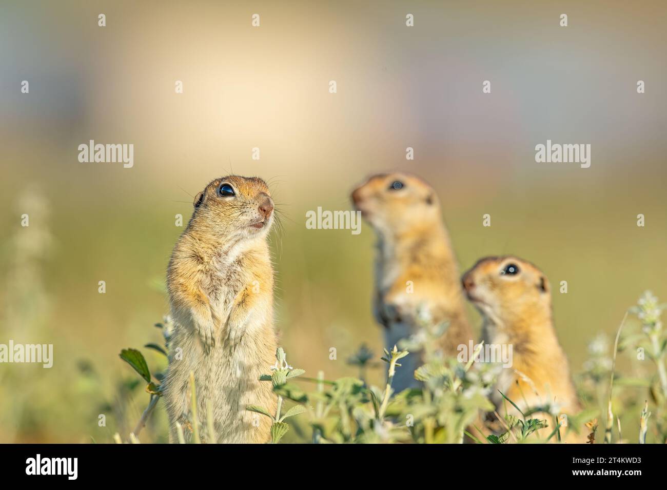 Anatolian Souslik Ground Squirrel Spermophilus Xanthoprymnus Family anatolian-souslik-ground-squirrel-spermophilus-xanthoprymnus-family