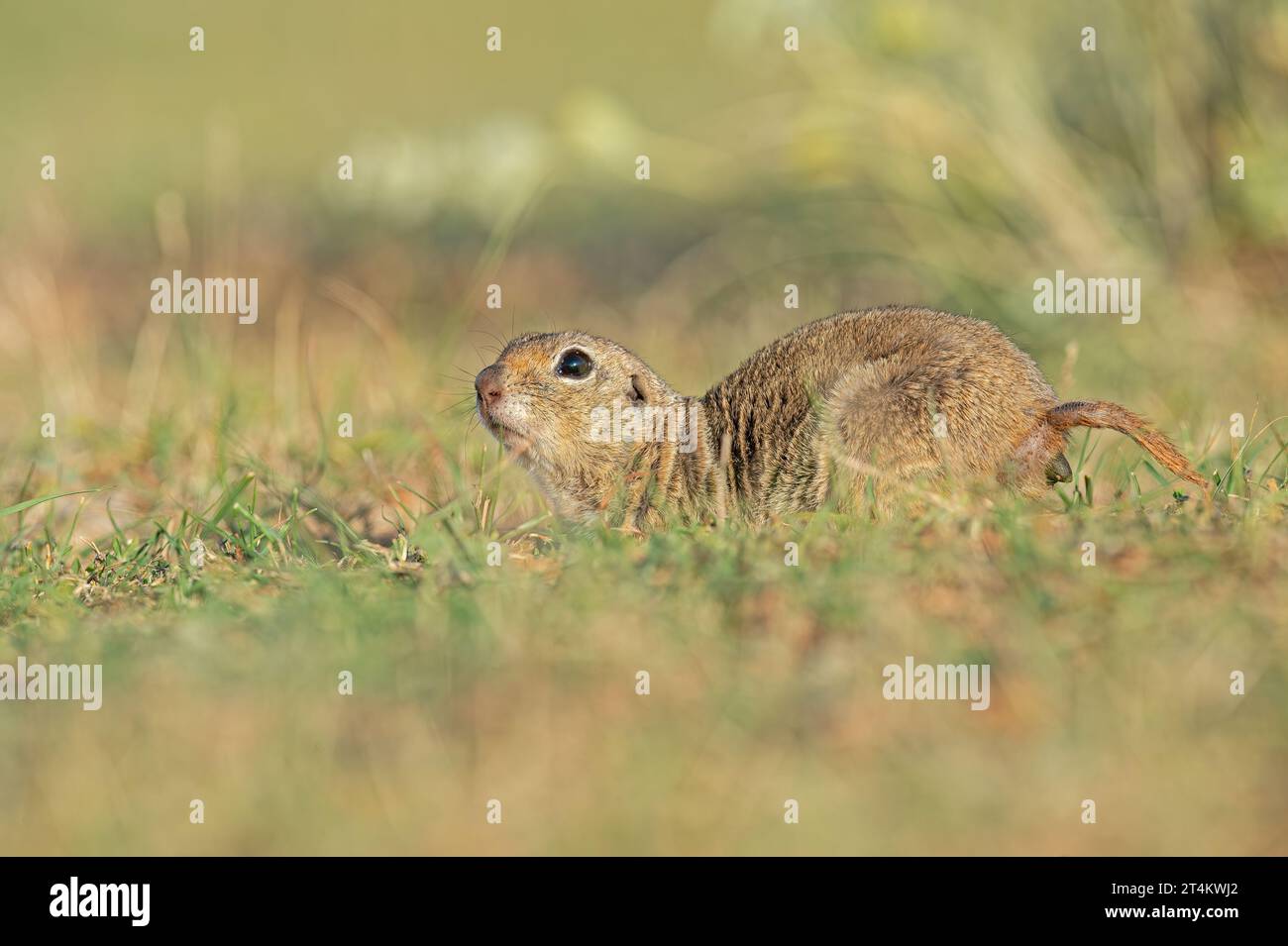 An Anatolian Souslik-Ground Squirrel (Spermophilus xanthoprymnus) defecating. Stock Photo