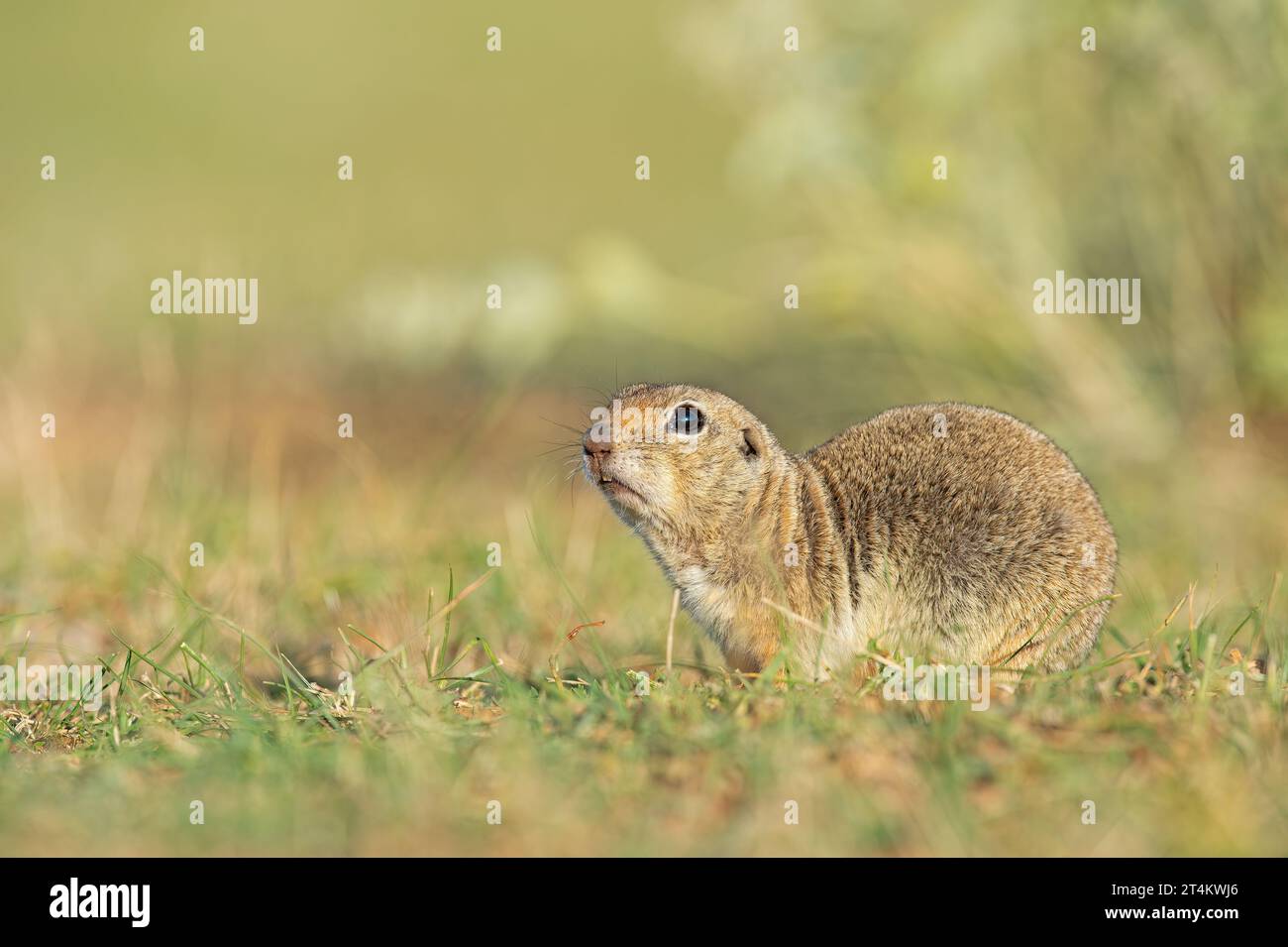 An Anatolian Souslik-Ground Squirrel (Spermophilus xanthoprymnus) defecating. Stock Photo