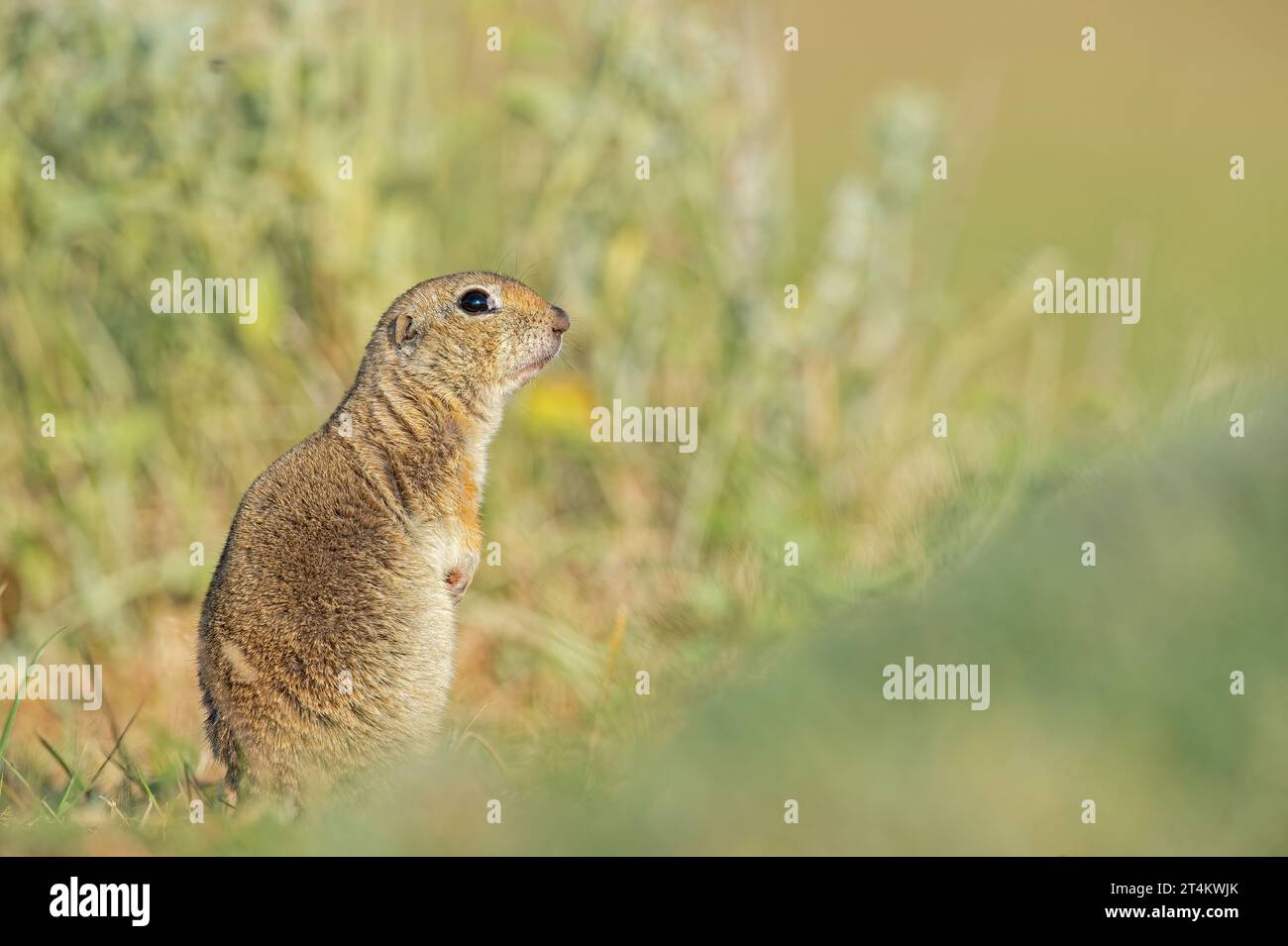 Anatolian Souslik-Ground Squirrel (Spermophilus xanthoprymnus). Stock Photo