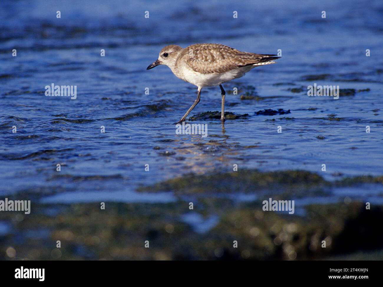 Sandpiper, San Elijo State Park, California Stock Photo - Alamy