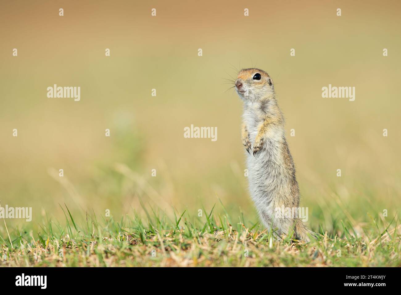Standing Anatolian Souslik-Ground Squirrel (Spermophilus xanthoprymnus). Stock Photo