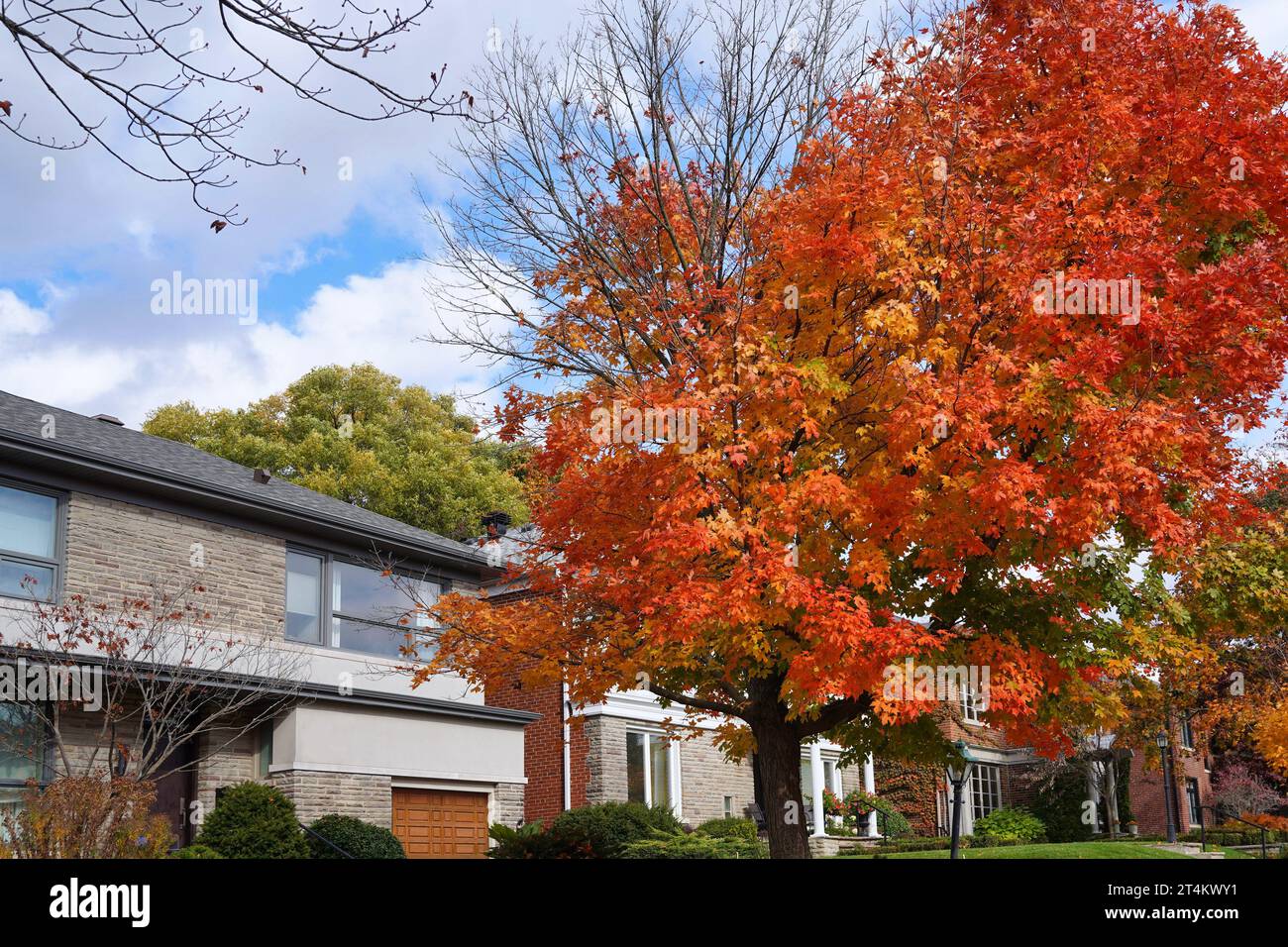 Residential street with maple tree in vivid fall colors Stock Photo