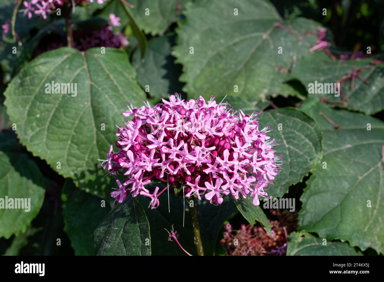 Close up of Mexican hydrangea (clerodendrum bungei) flowers in bloom Stock Photo