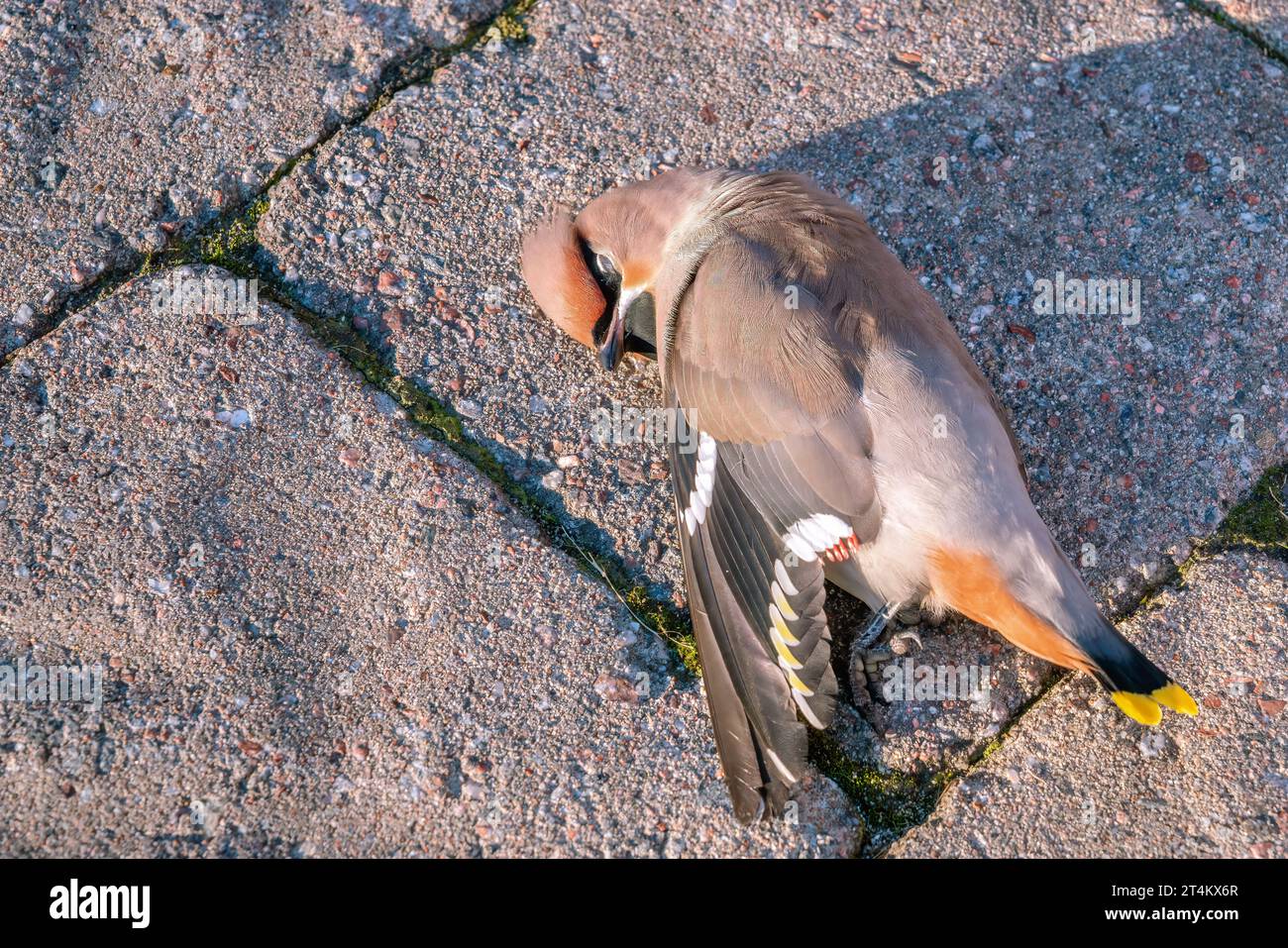 Close up of dead beautiful Bohemian waxwing on concrete plate outside of house highlighted by