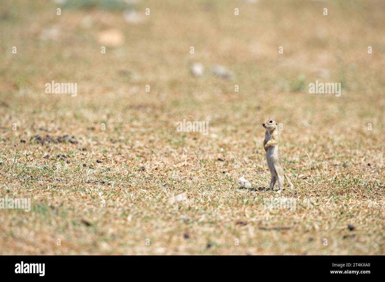 Standing Anatolian Souslik-Ground Squirrel (Spermophilus xanthoprymnus). Stock Photo