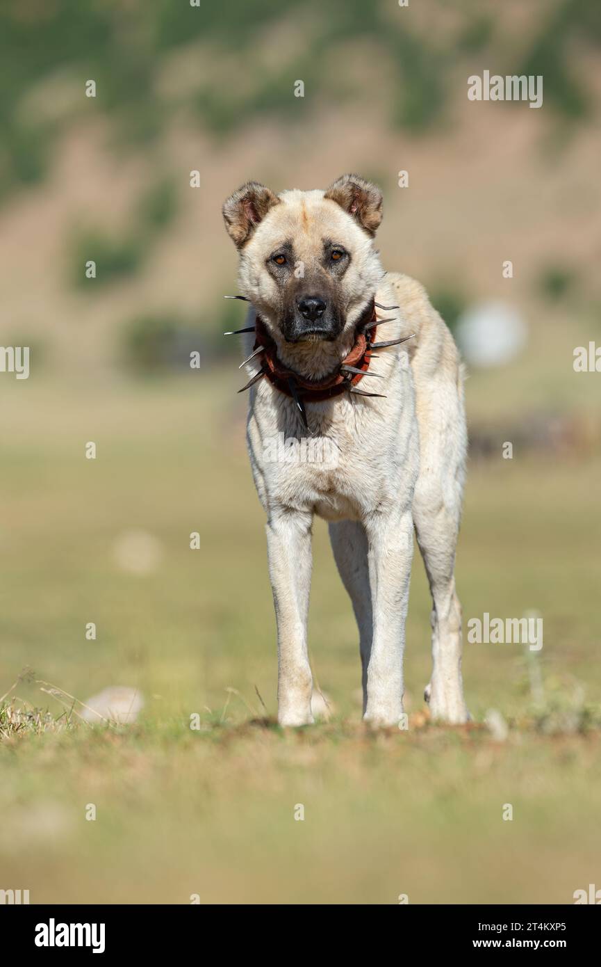 Anatolian shepherd dog with a spiked iron collar lying in the pasture. (The spiked iron collar protects the dogs' necks against wolves. Stock Photo