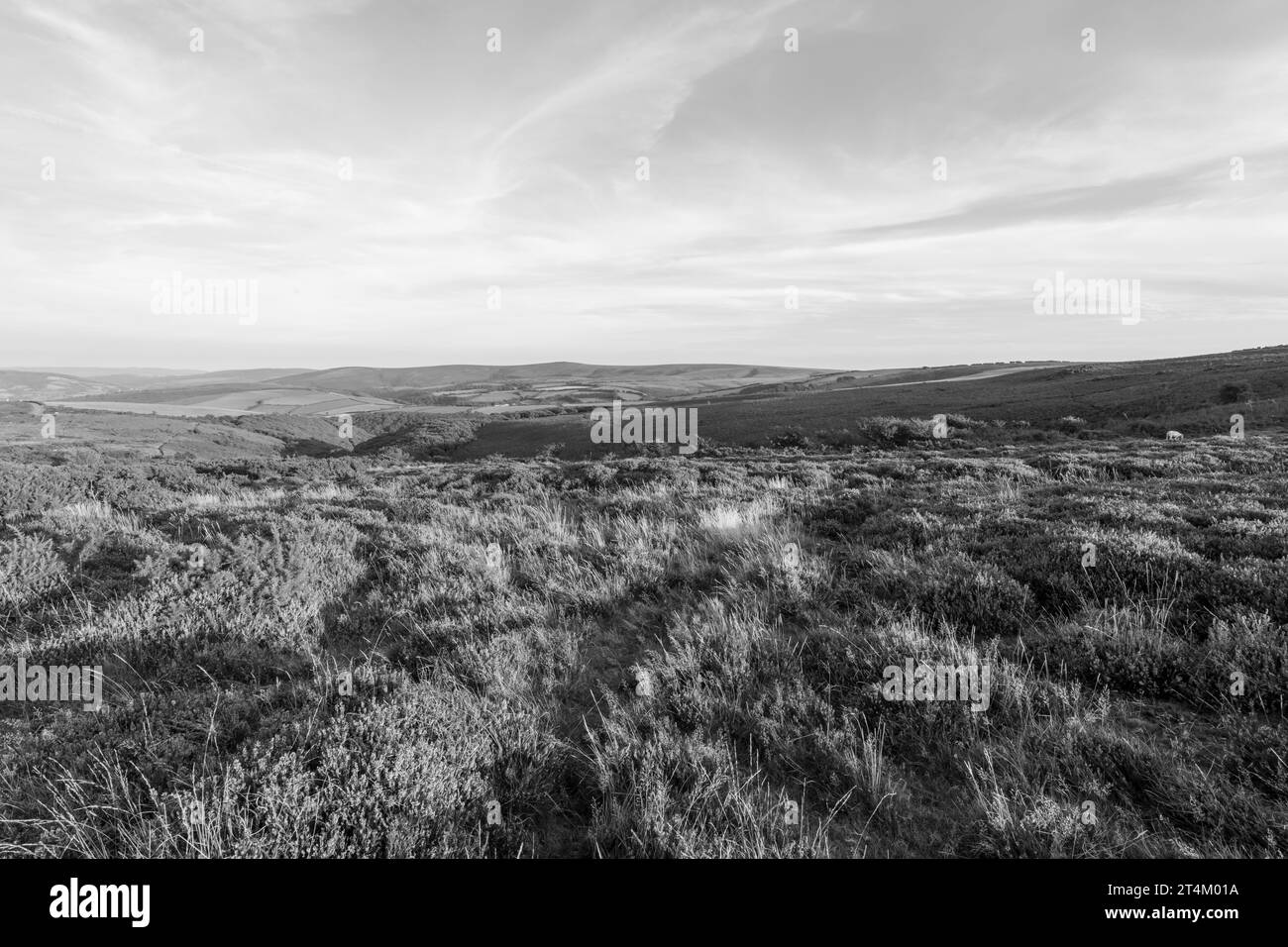 View of Porlock Common at the top of Porlock Hill in Exmoor National Park Stock Photo