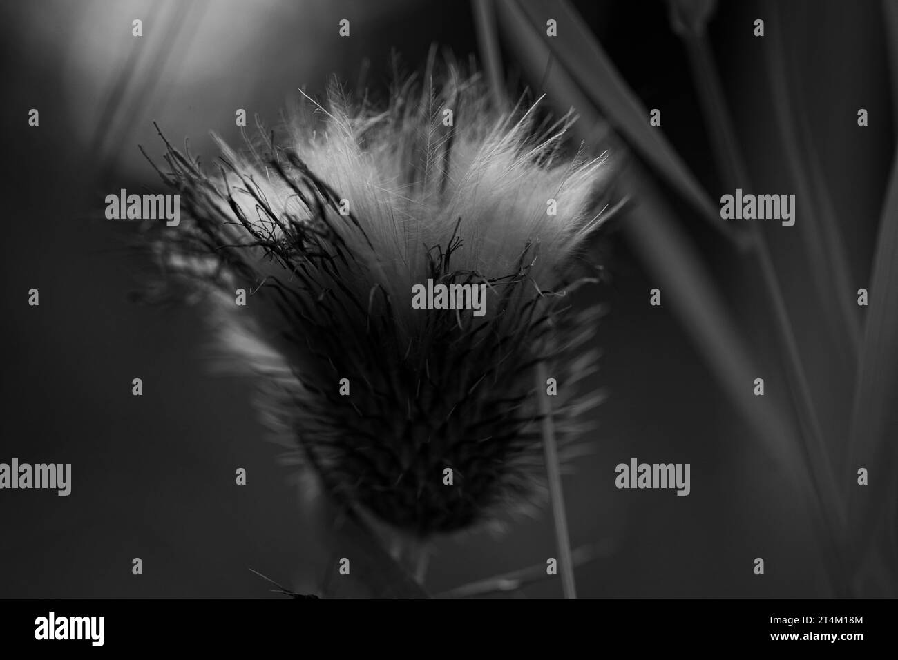 Dense evergreen shrub Black and White Stock Photos & Images - Alamy