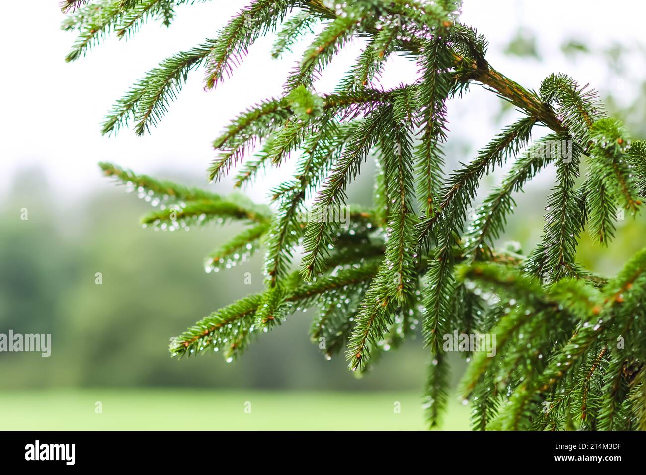 Green branches of a fir-tree close-up. Coniferous tree in the summer ...