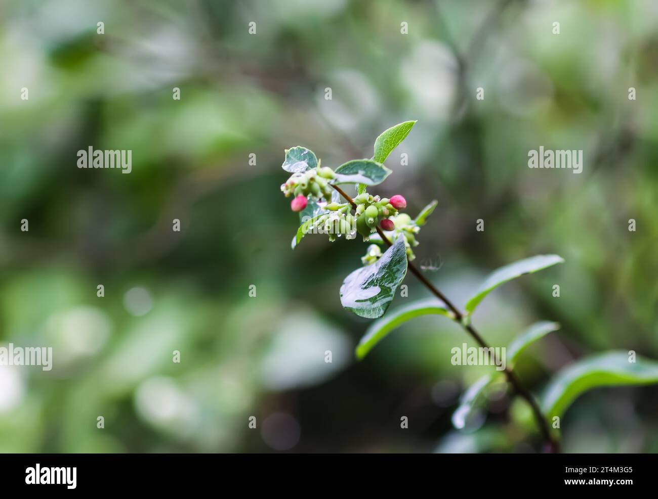 White berries on the snowberry bush. Decorative garden plant. Stock Photo