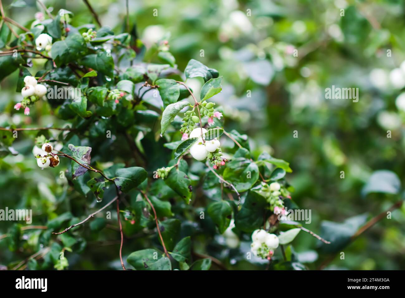 White berries on the snowberry bush. Decorative garden plant. Stock Photo