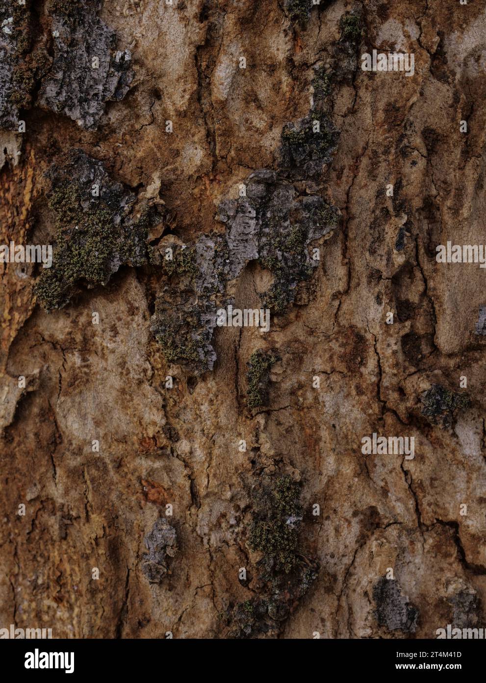 Dry tree texture. Tree bark background  texture Stock Photo