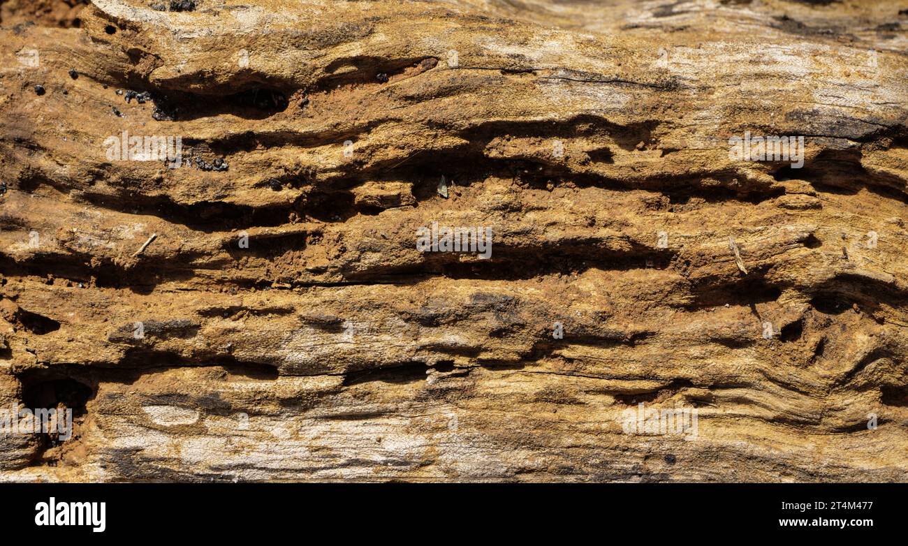 Dry tree texture. Tree bark background  texture Stock Photo