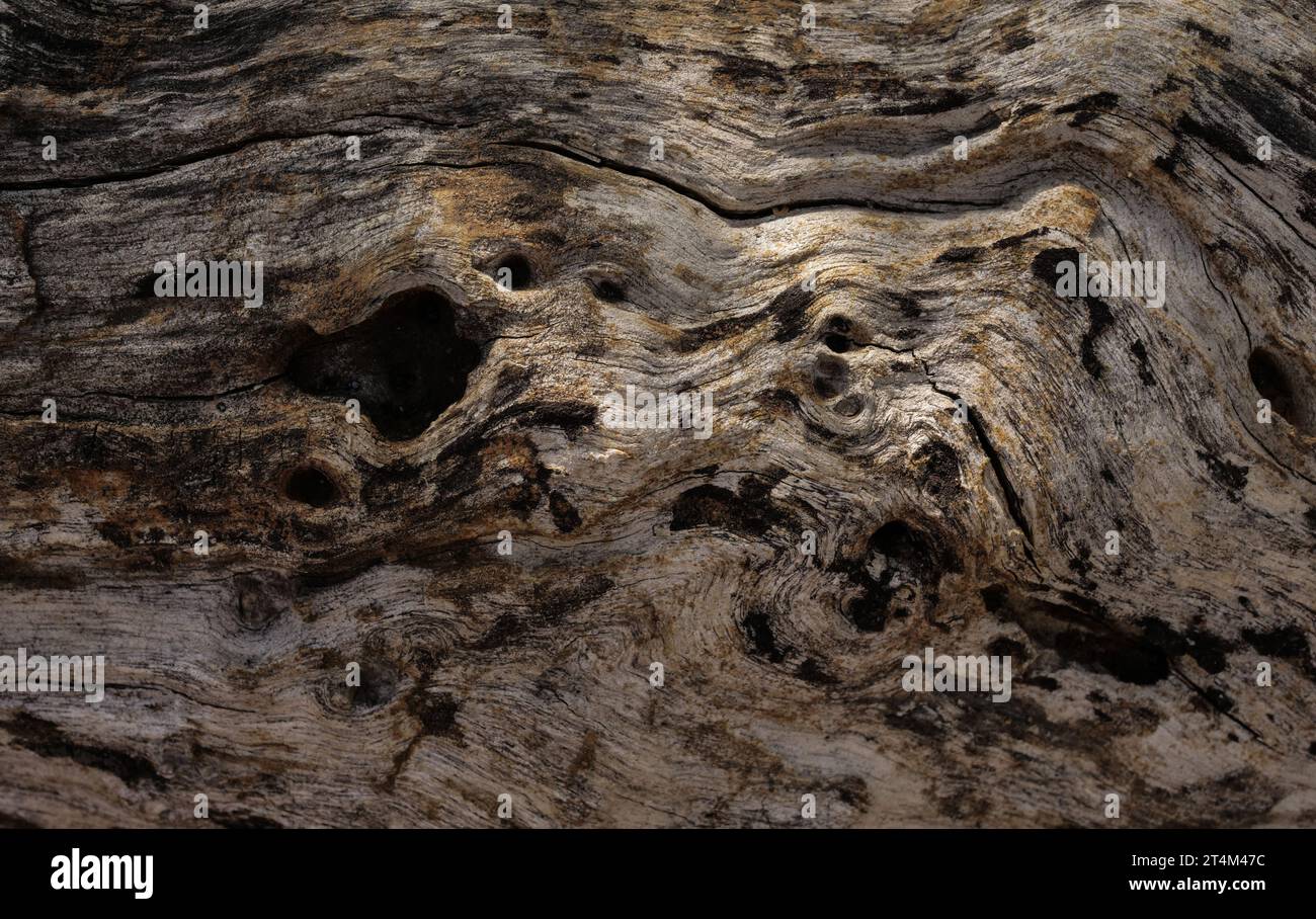 Dry tree texture. Tree bark background  texture Stock Photo