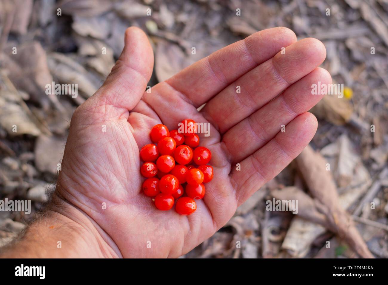 Male hand with a handful of orange osyris lanceolata berries collected in a forest in autumn. Toxic berries. Stock Photo