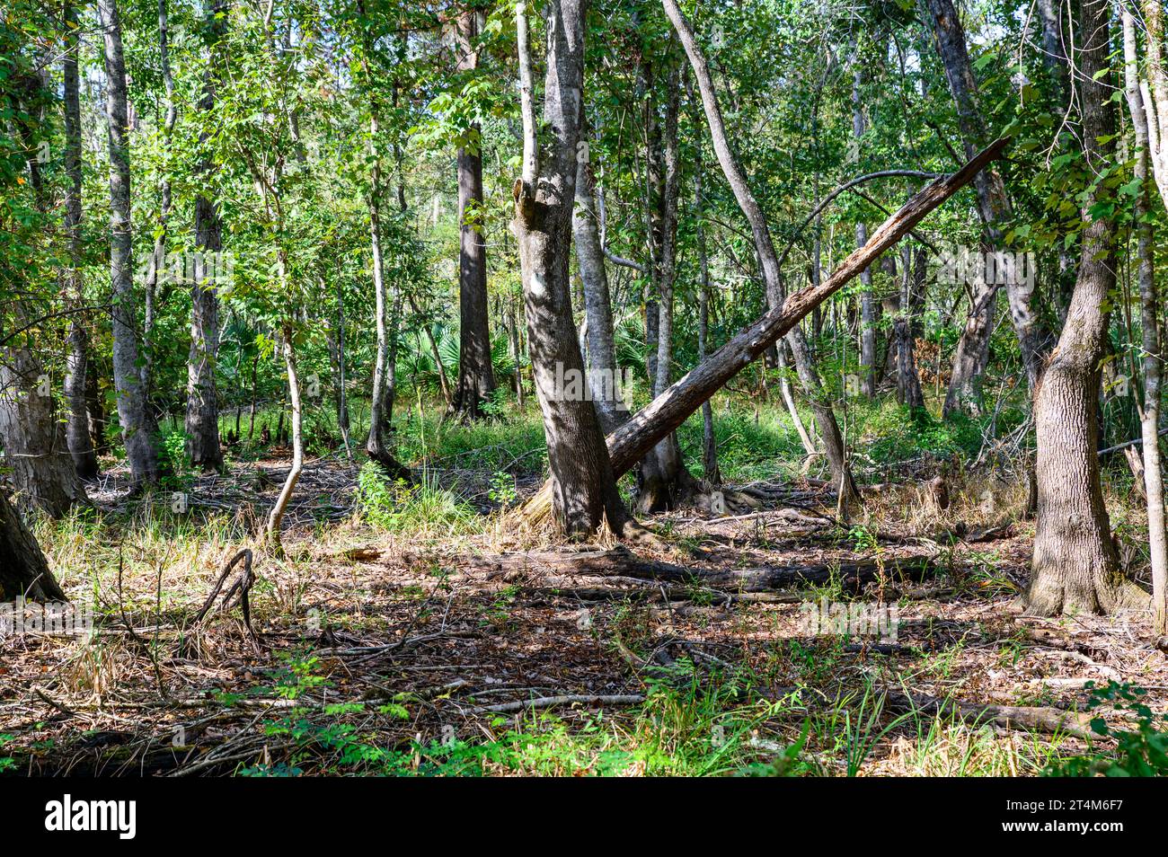 Old rotted tree falls among healthier trees in Lake Fausse Pointe State ...