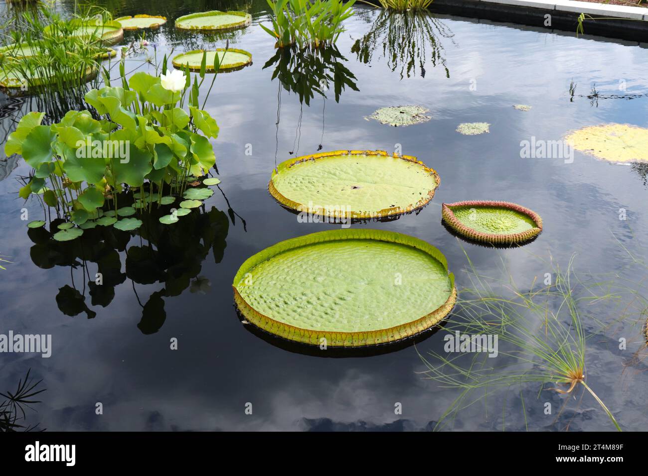 Lily Pads in Pond Stock Photo
