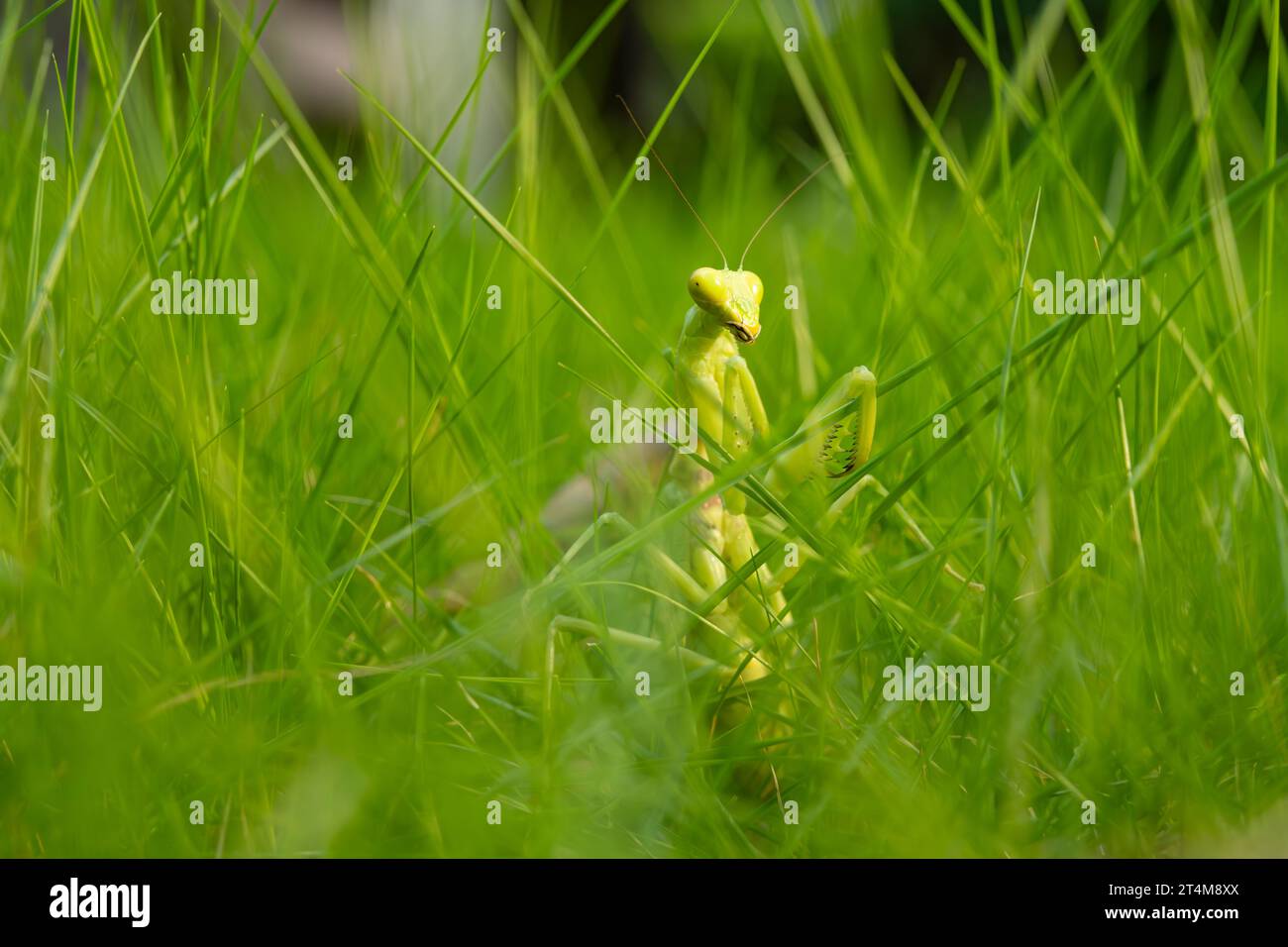 mantis on the grass at horizontal composition Stock Photo - Alamy