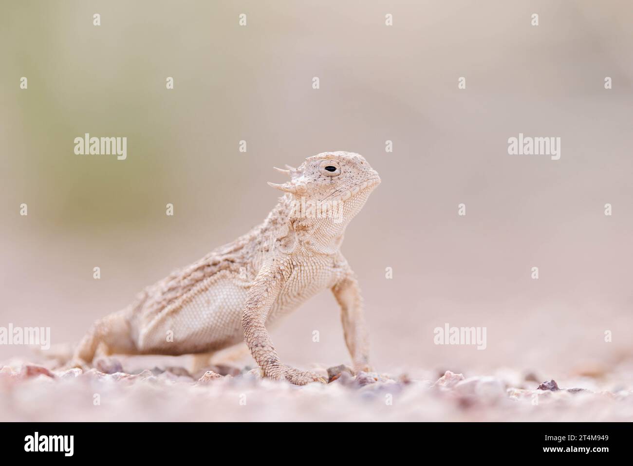 Round-tailed Horned Lizard, Socorro county, New Mexico, USA. Stock Photo
