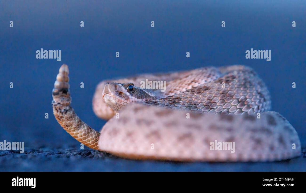 Prairie Rattlesnake, Socorro county, New Mexico, USA., Stock Photo