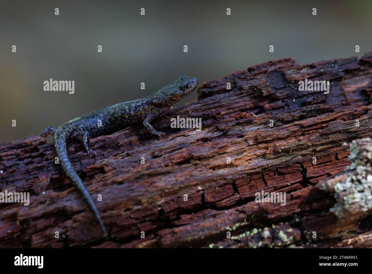 Sacramento Mountain Salamander, New mexico, USA. Stock Photo