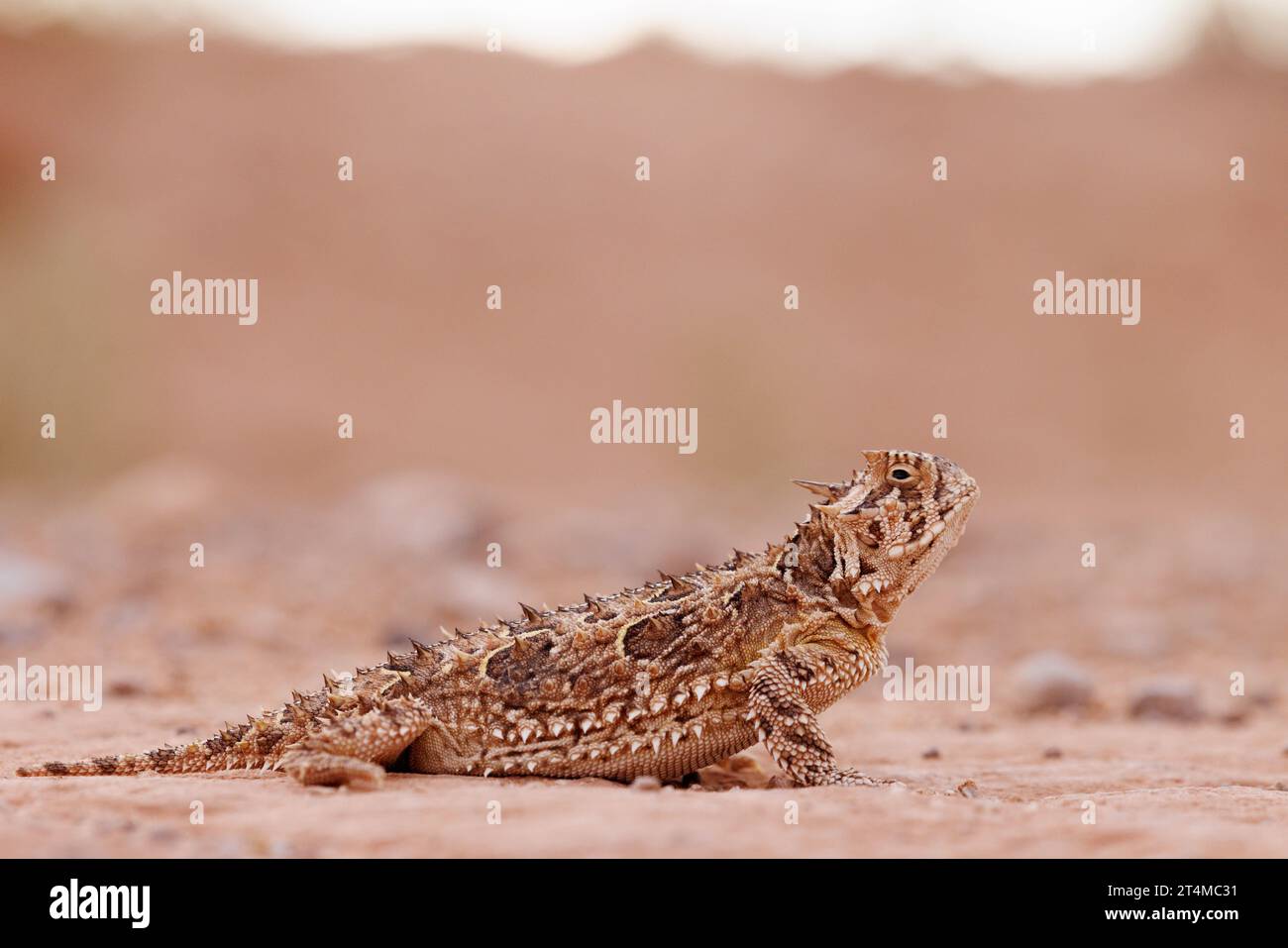 Texas Horned Lizard, Socorro county, New Mexico, USA. Stock Photo