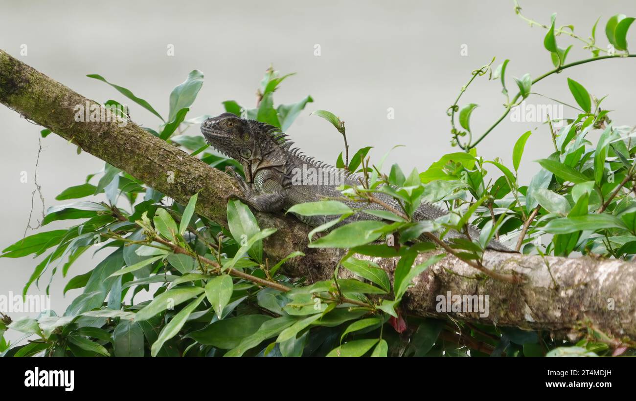 black spinytailed iguana bobbing its head while resting on a branch