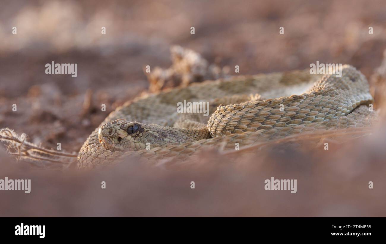 Prairie rattlesnake, (Crotalus viridis), Socorro county, New Mexico, USA. Stock Photo