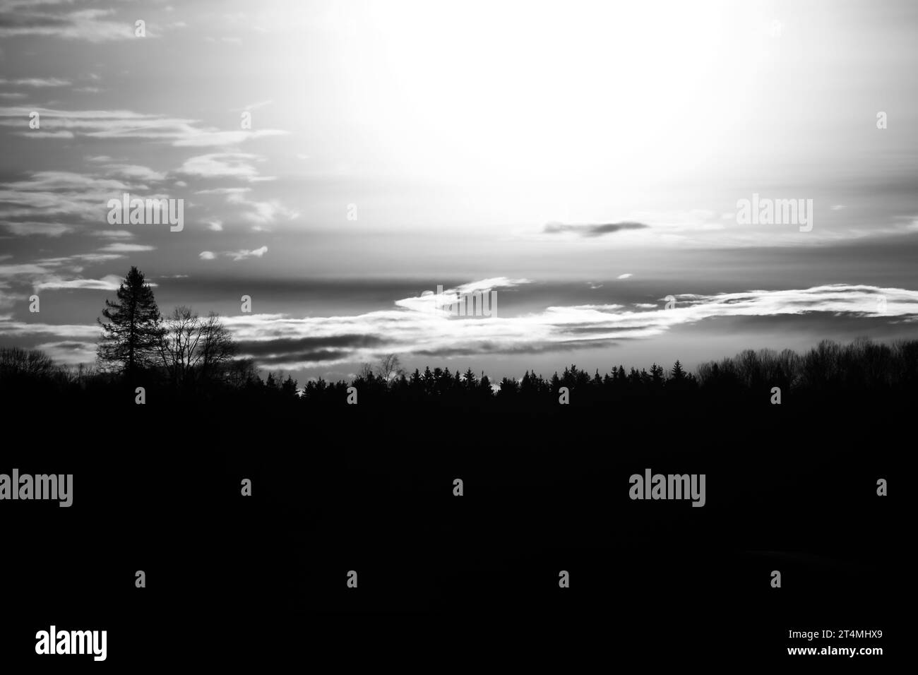 Dark spruce tree Black and White Stock Photos & Images - Alamy