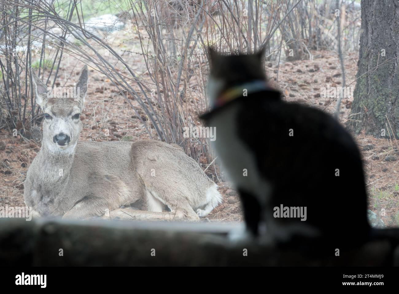 House cat watching a deer through a window, Joseph, Oregon. Stock Photo