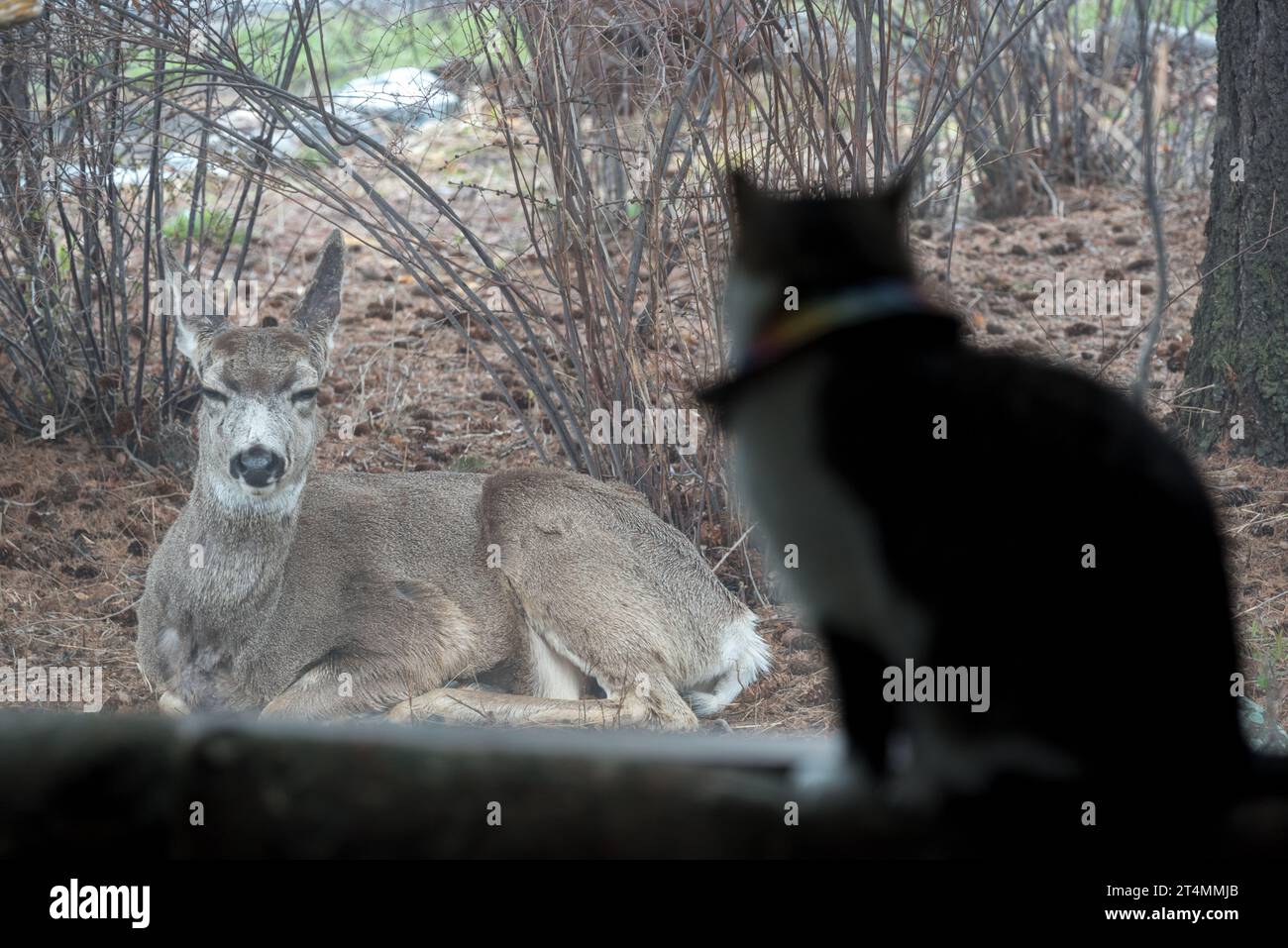 House cat watching a deer through a window, Joseph, Oregon. Stock Photo