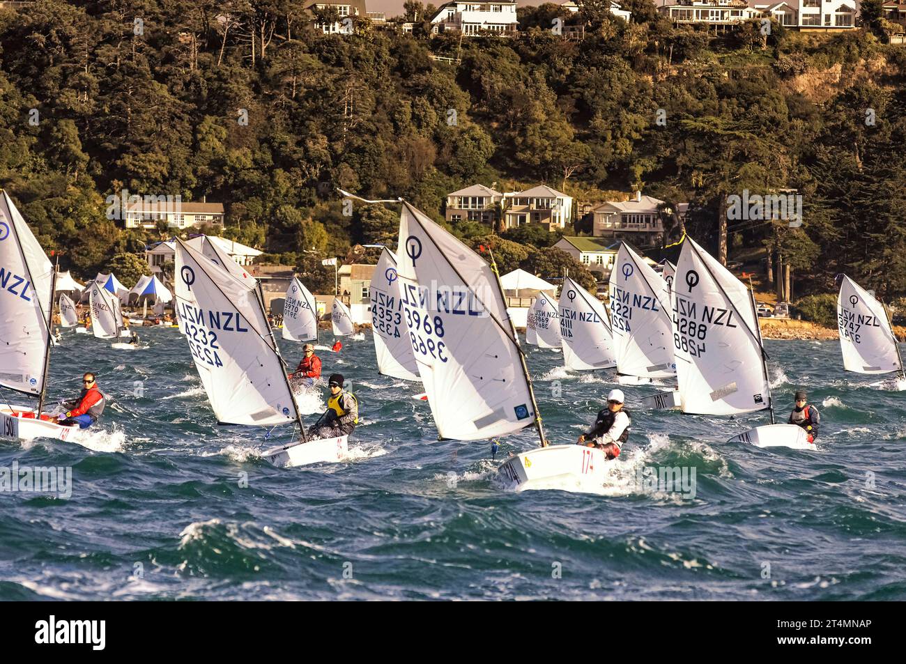 Youth racing in Optimist class national regatta, Wellington, New Zealand Stock Photo