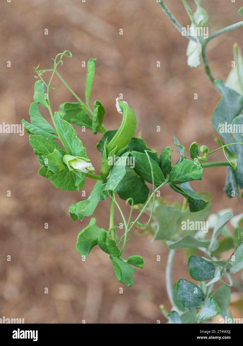 Pea plant growth stages hires stock photography and images Alamy