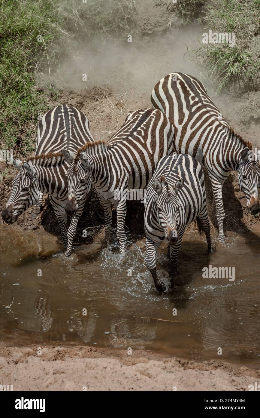 Zebras in Masai Mara, Nairobi, Amboseli, Kenya, Africa Stock Photo - Alamy