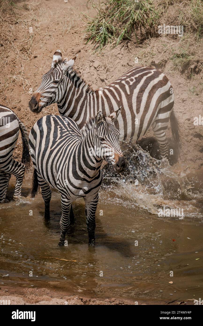 Zebras in Masai Mara, Nairobi, Amboseli, Kenya, Africa Stock Photo - Alamy