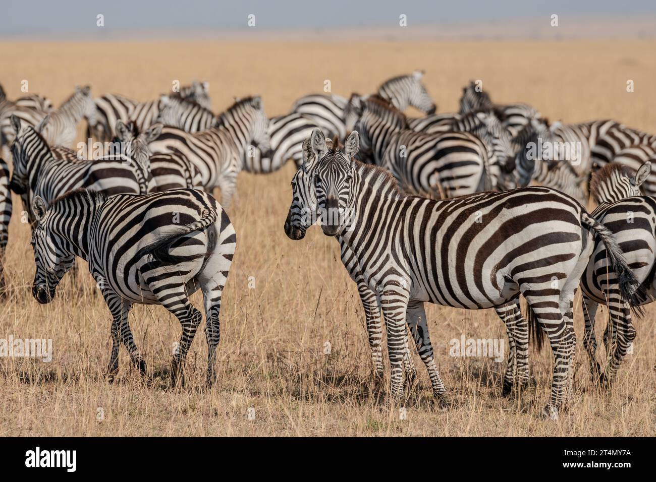 Zebras in Masai Mara, Nairobi, Amboseli, Kenya, Africa Stock Photo - Alamy