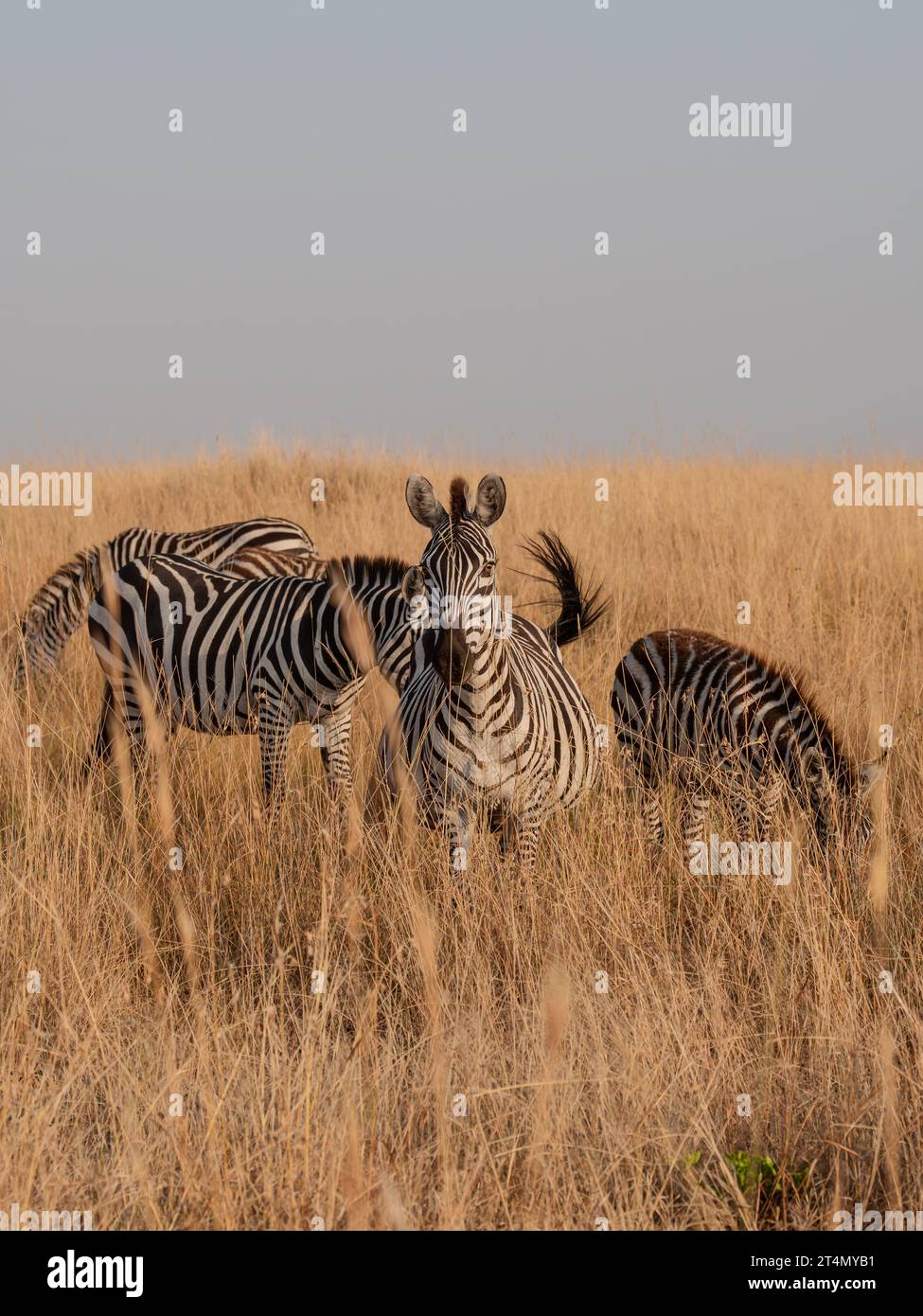 Zebras in Masai Mara, Nairobi, Amboseli, Kenya, Africa Stock Photo - Alamy