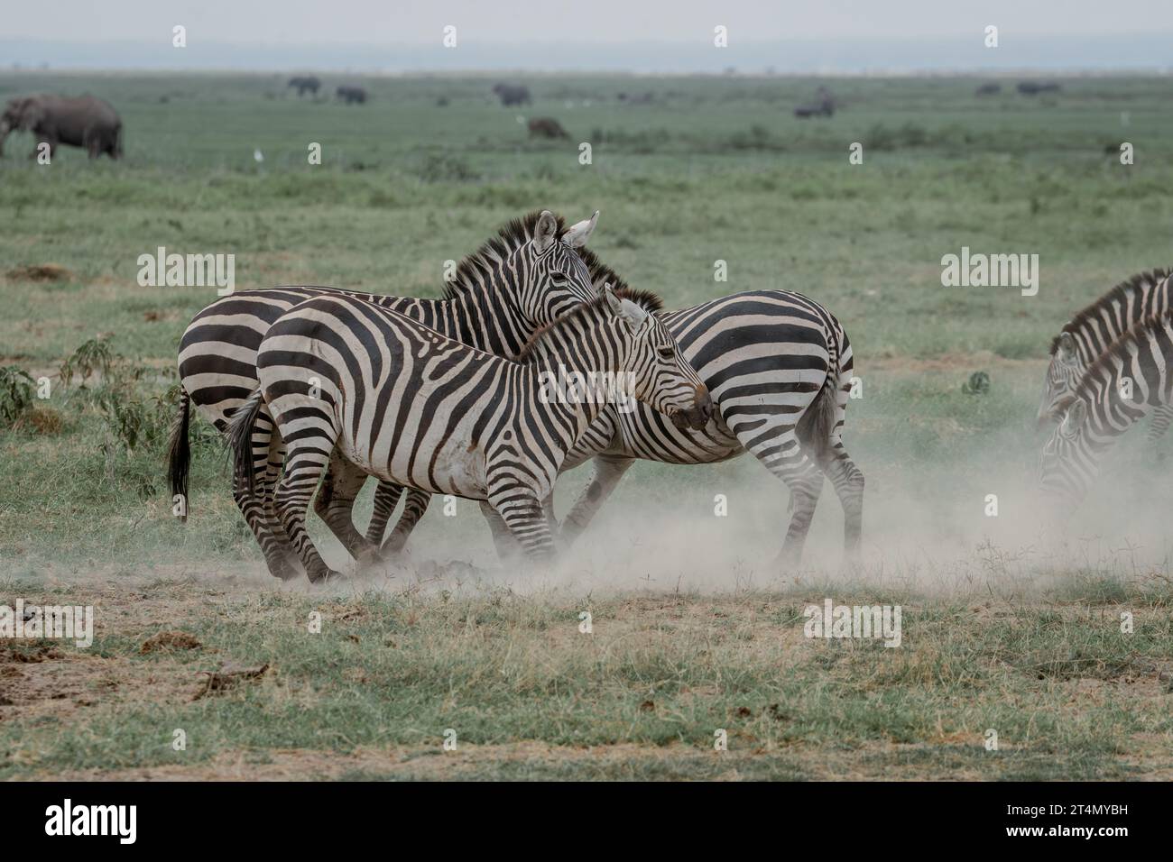 Zebras in Masai Mara, Nairobi, Amboseli, Kenya, Africa Stock Photo