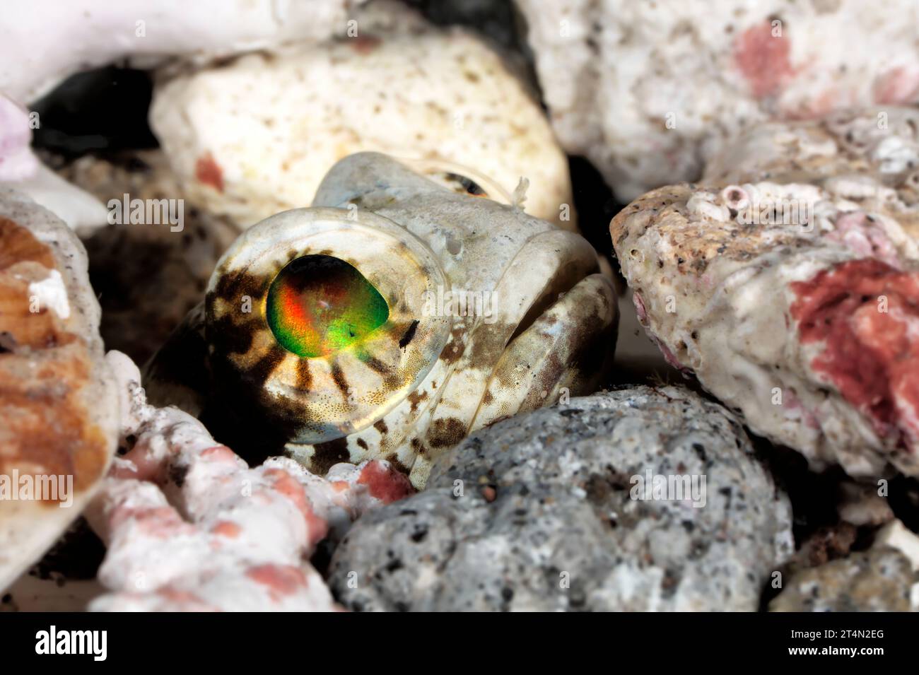 A yellowhead jawfish (Opistognathus aurifrons) protruding his head from his nest between the rocks. Stock Photo