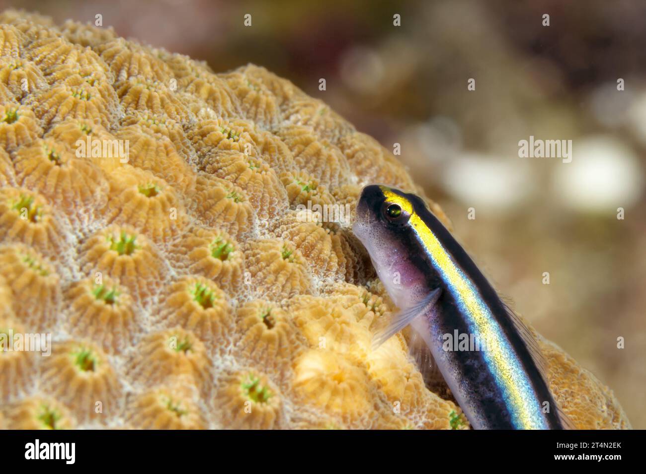 Sharknose goby (Elacatinus evelynae) resting on a coral head. Stock Photo