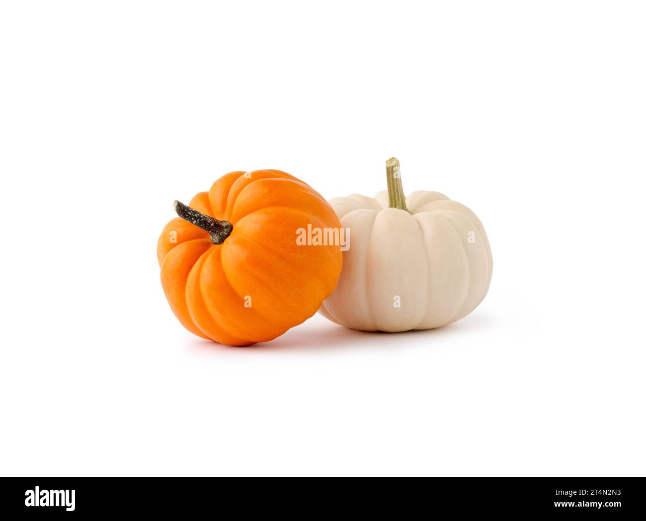 Two fresh orange and white colored Autumn pumpkins isolated on white background. Stock Photo