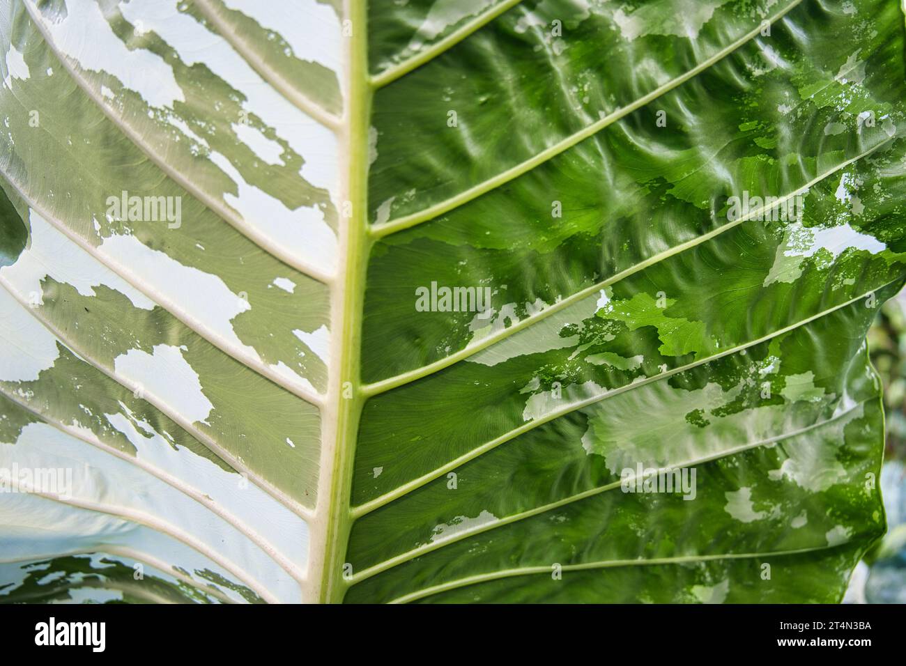 Alocasia Macrorrhiza Camouflage, Albo Variegata' is a tall growing alocasia with white variegated Stock Photo