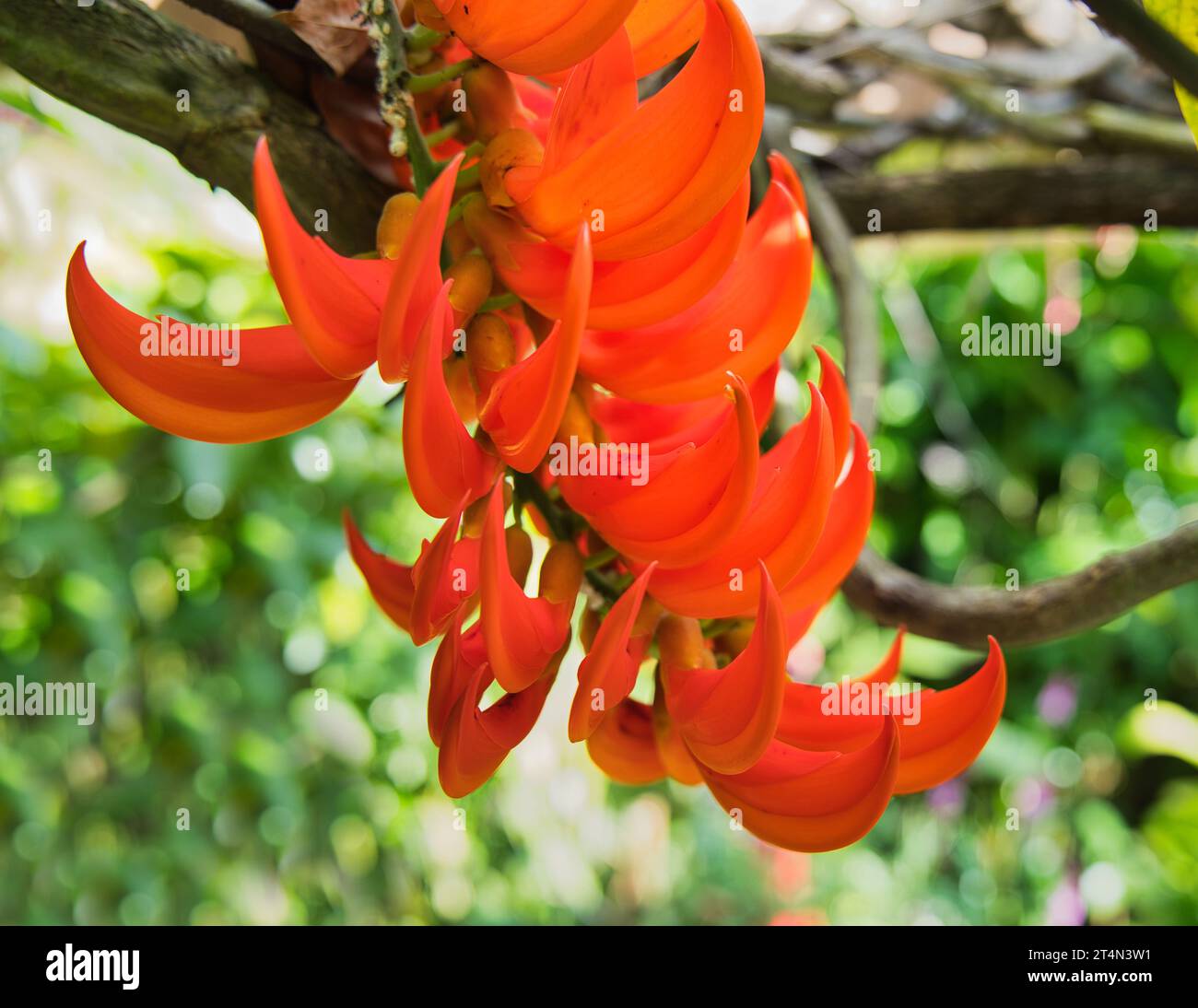 closeup of Mucuna bennettii, commonly known as New-Guinea creeper or scarlet jade vine, is a species of flowering plant in the family Fabaceae Stock Photo