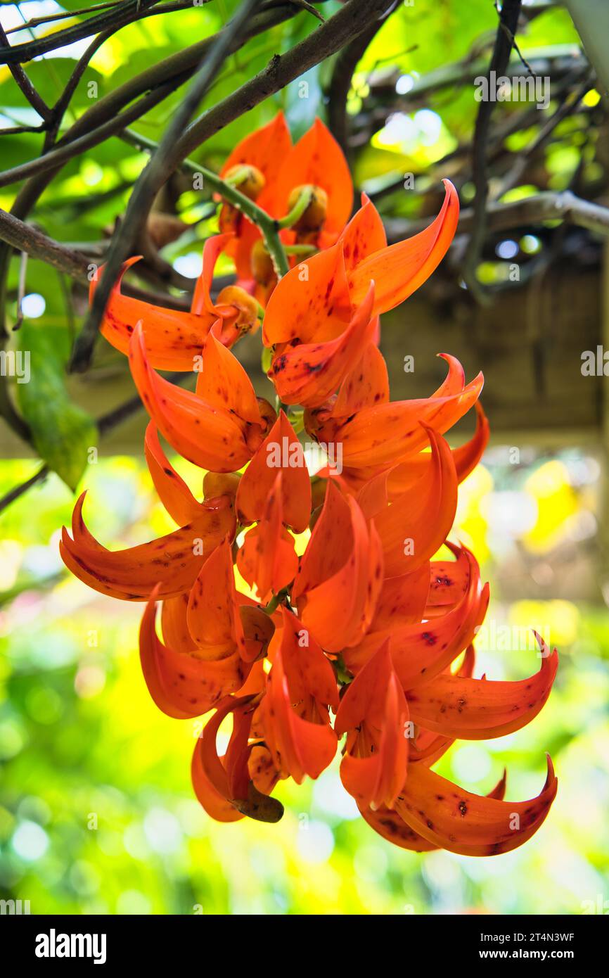 closeup of Mucuna bennettii, commonly known as New-Guinea creeper or scarlet jade vine, is a species of flowering plant in the family Fabaceae Stock Photo