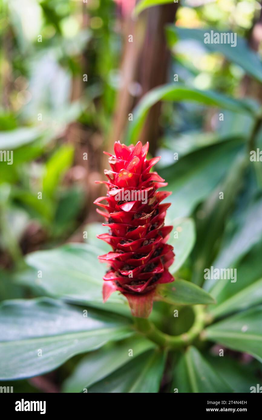 Costus barbatus, also known as spiral ginger, is a perennial plant with a red inflorescence. It is one of the most commonly cultivated Costus species Stock Photo