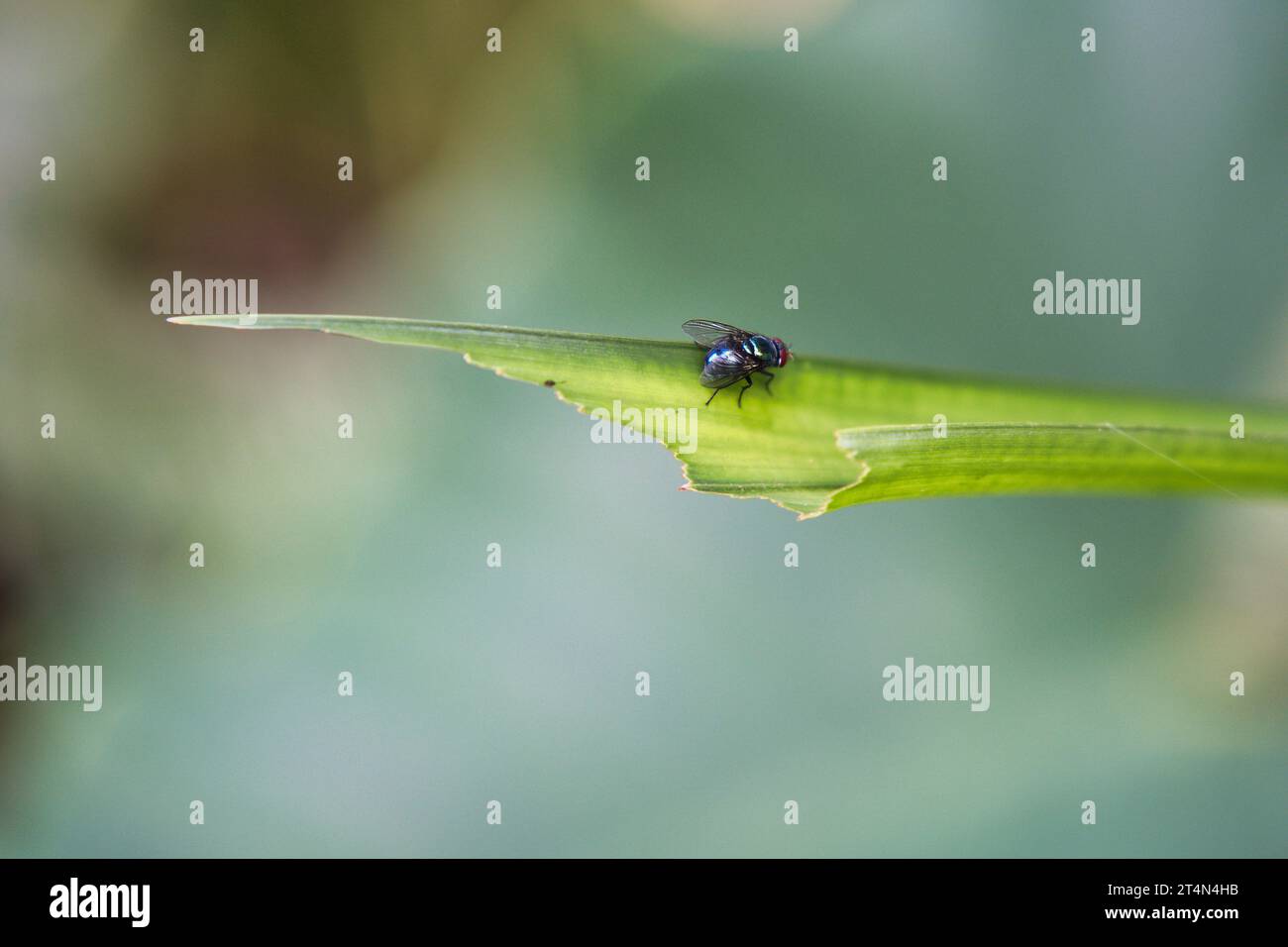 Fly closeup on leaf inside the garden, Mahe Seychelles Stock Photo - Alamy