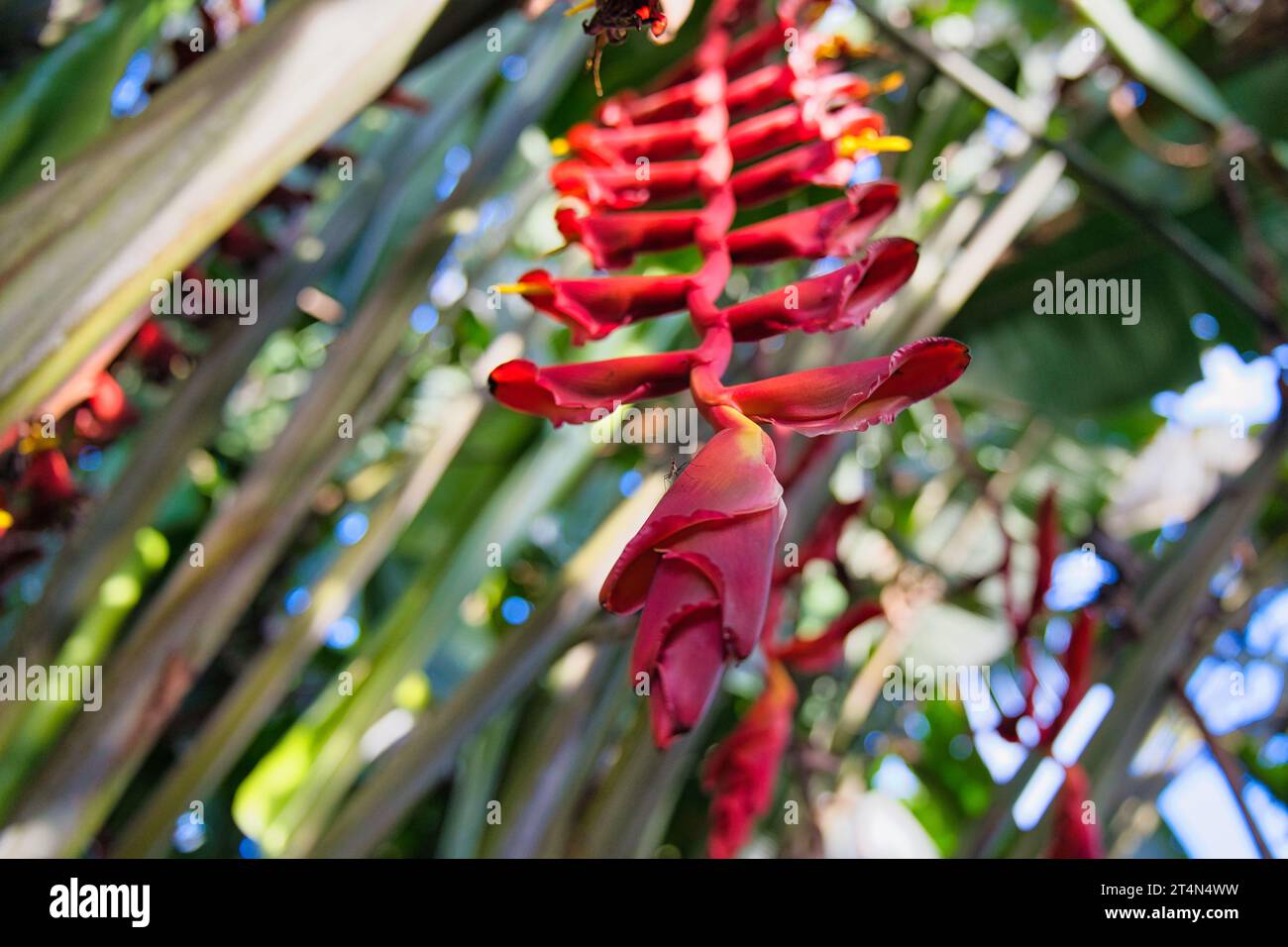 Heliconia is a genus of flowering plants in the monotypic family Heliconiaceae. Most of the ca 194 known species are native to the tropical regions Stock Photo